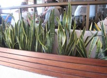 Kwikfynd Indoor Planting
merrylands