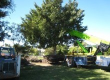 Kwikfynd Tree Management Services
merrylands